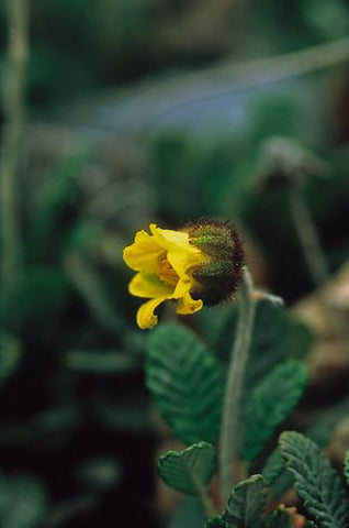 Yellow Dryas Flower Essence Alaskan Essences Wonderworks