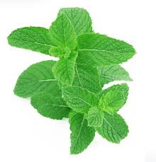 Spearmint Essential Oil (15ml)