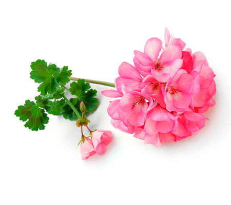 Geranium Essential Oil Wonderworks