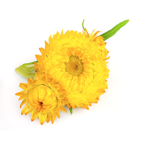 Immortelle Essential Oil Wonderworks