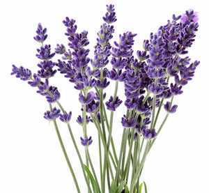 Lavender Essential Oil Lavandula Officinalis Wonderworks