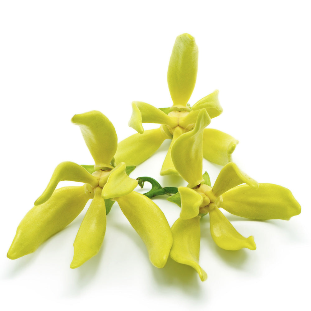 Ylang Ylang Essential Oil Wonderworks